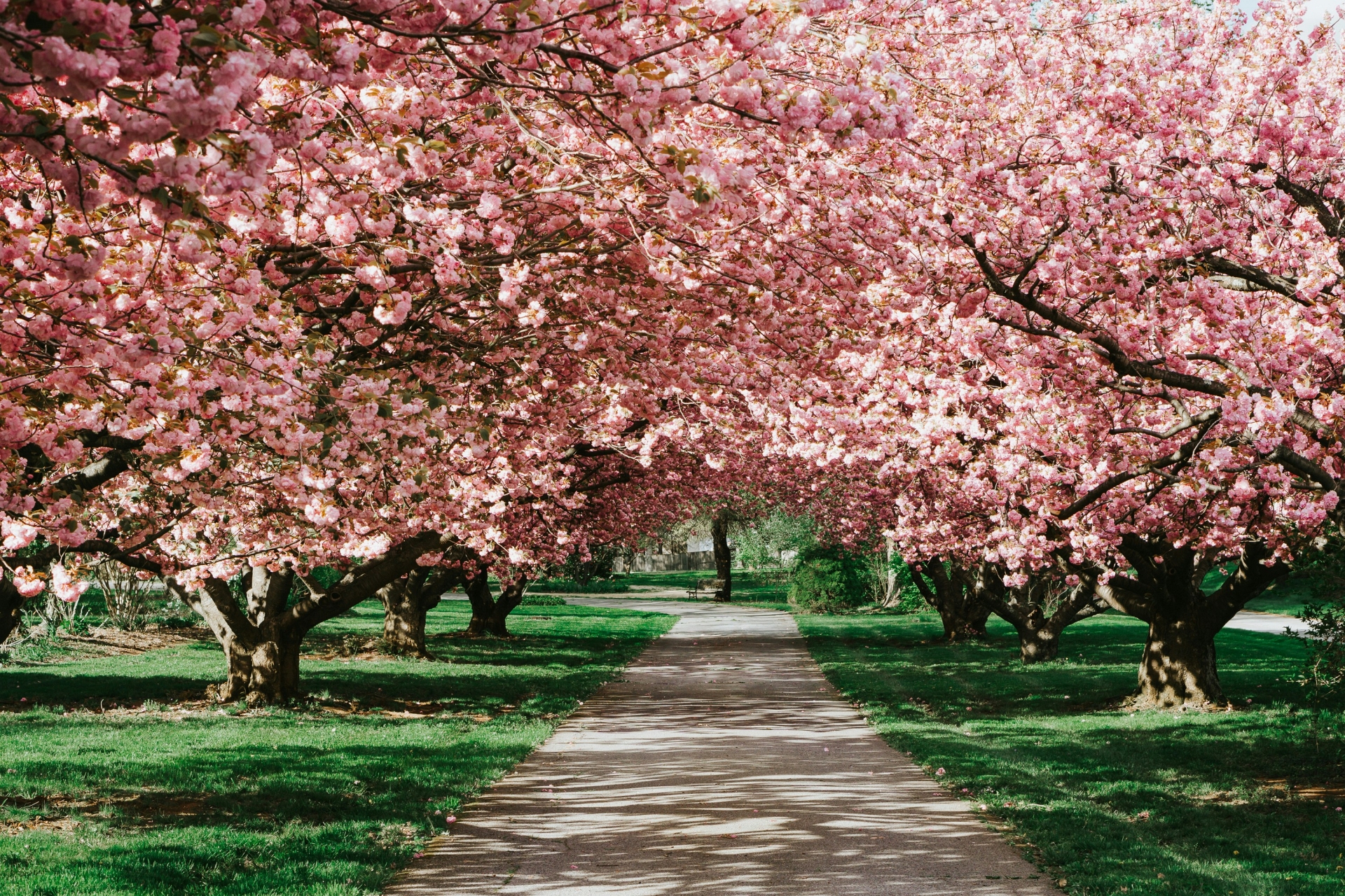 Paved footpath leading to a bench beneath colorful, full cherry blossoms