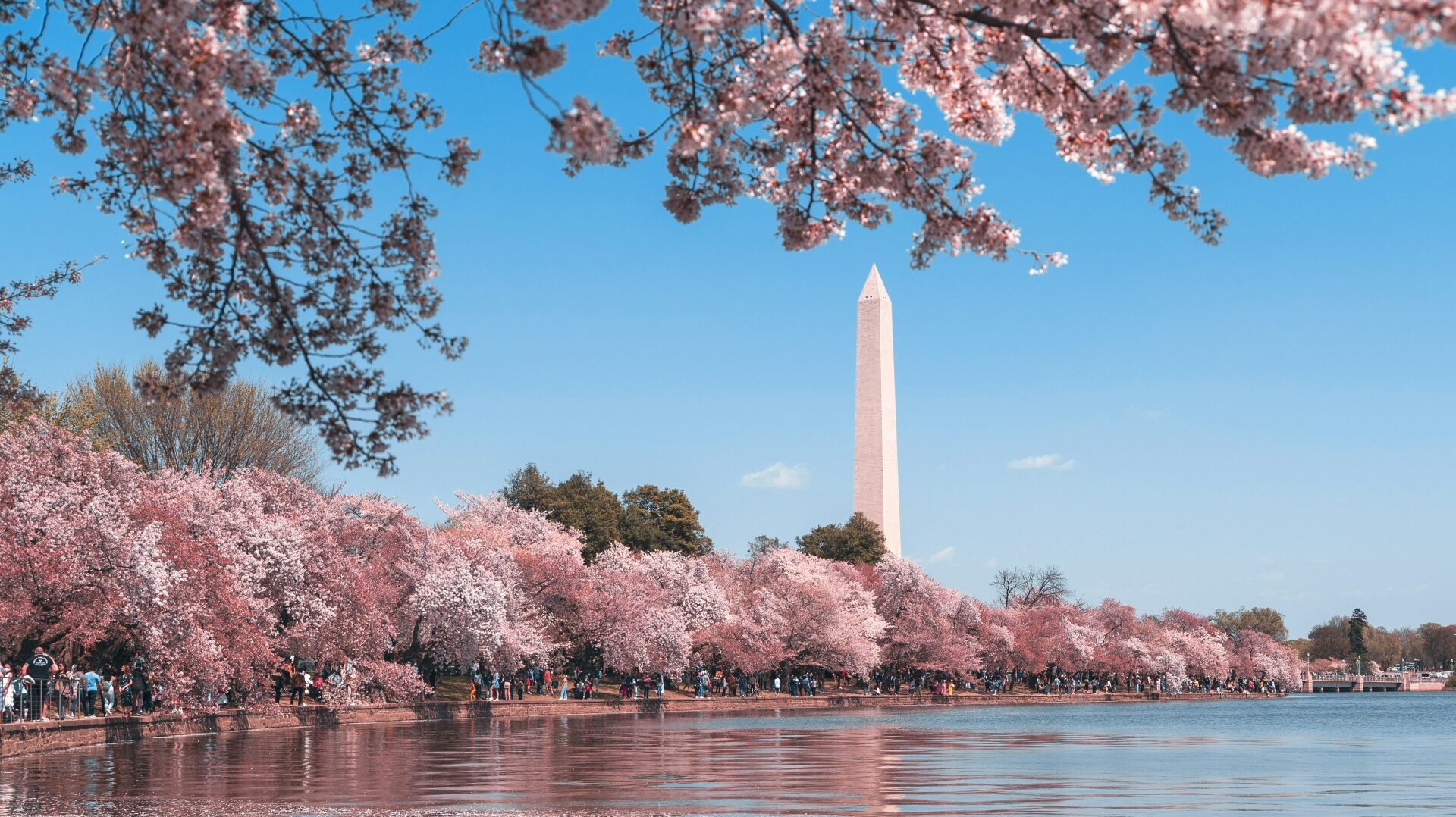 cherry blossoms lining a body of water, Lincoln memorial poking up behind